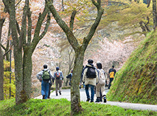 桜と山の風景